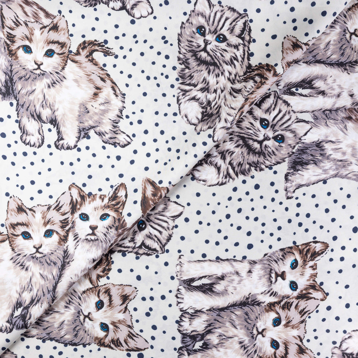 Twill imprimé – Chatons aux yeux bleus