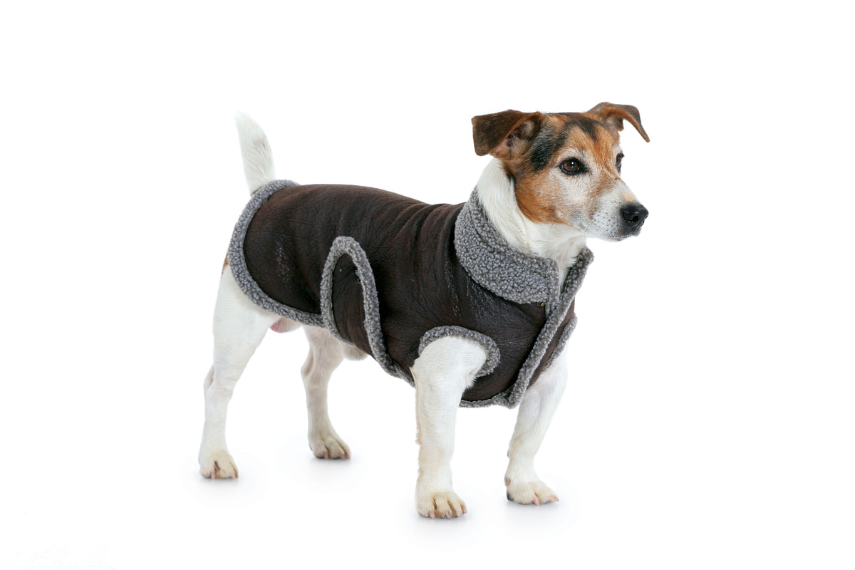 Patron Burda n°7752 - Manteau pour chien