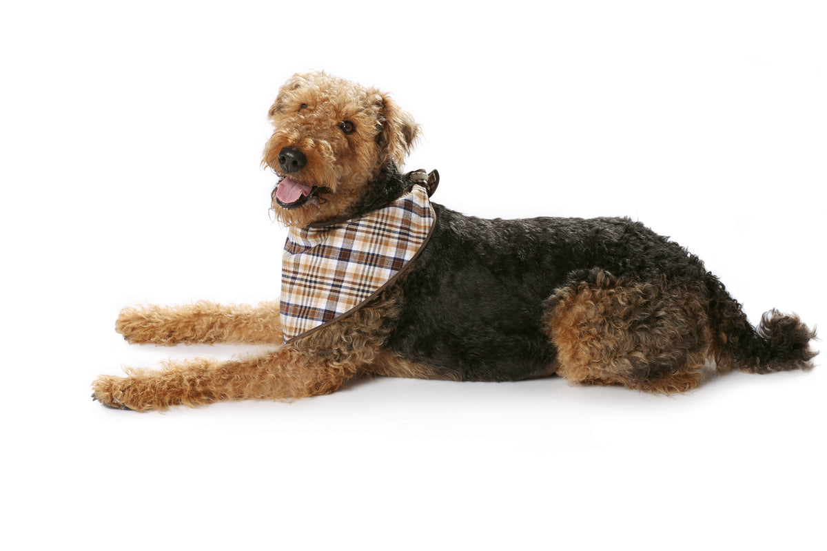 Patron Burda n°7752 - Manteau pour chien
