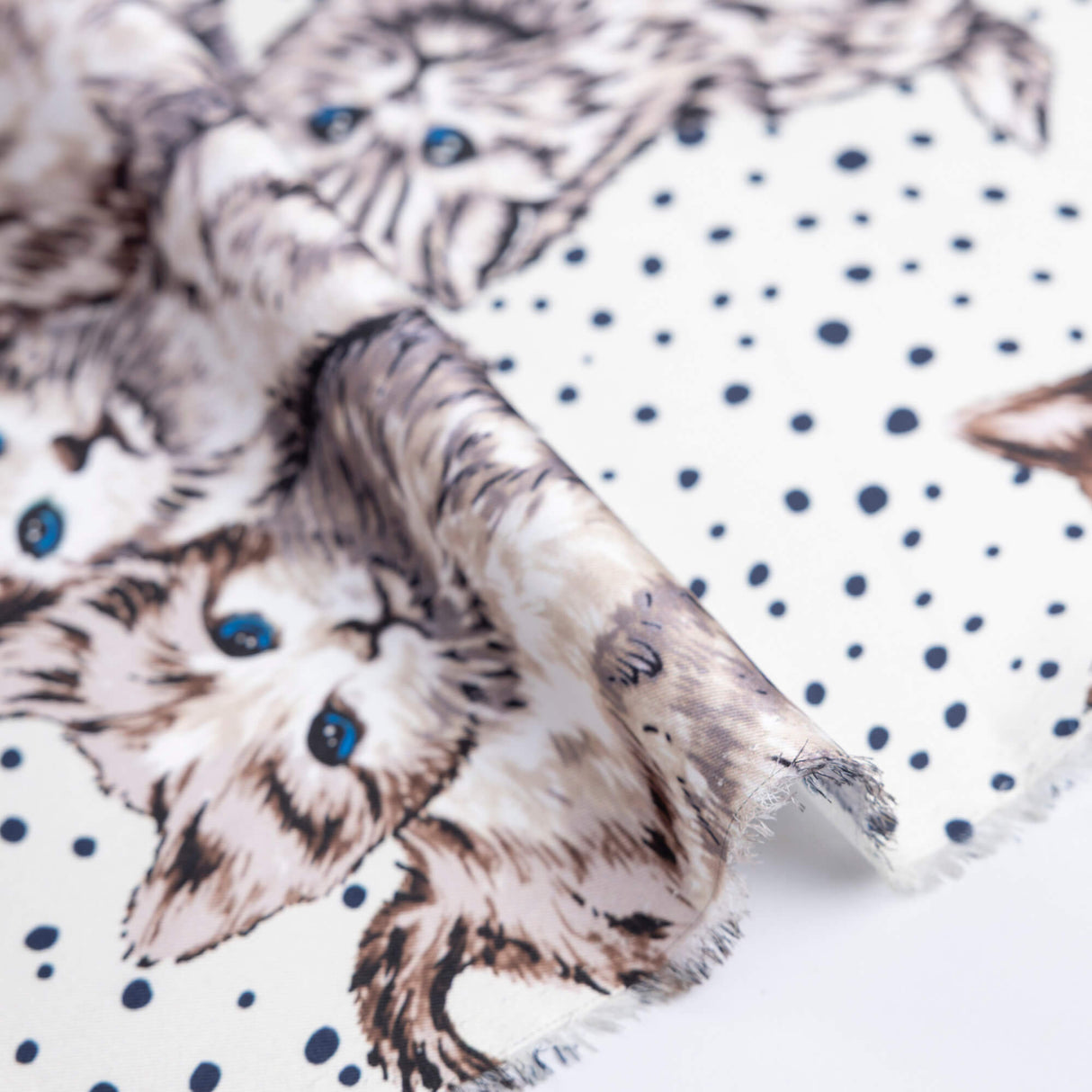 Twill imprimé – Chatons aux yeux bleus